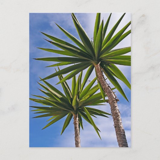 Tropische Yucca Palm Bladeren Schilder Effect Foto Briefkaart (Voorkant)