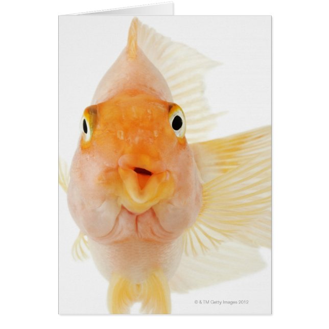 Tropische zoetwatervis (Voorkant)