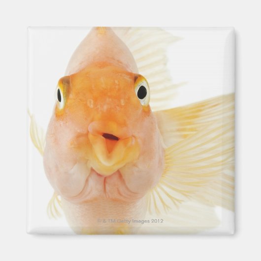 Tropische zoetwatervis magneet (Voorkant)