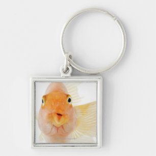 Tropische zoetwatervis sleutelhanger