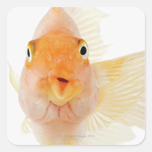 Tropische zoetwatervis vierkante sticker (Voorkant)