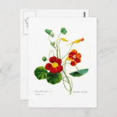 Tropoëolum majus (nasturtium) briefkaart (Voorkant / Achterkant)