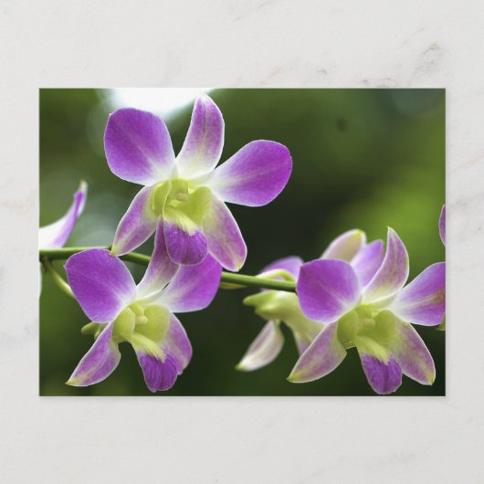 Trorpical Orchids Bloom Briefkaart (Voorkant)