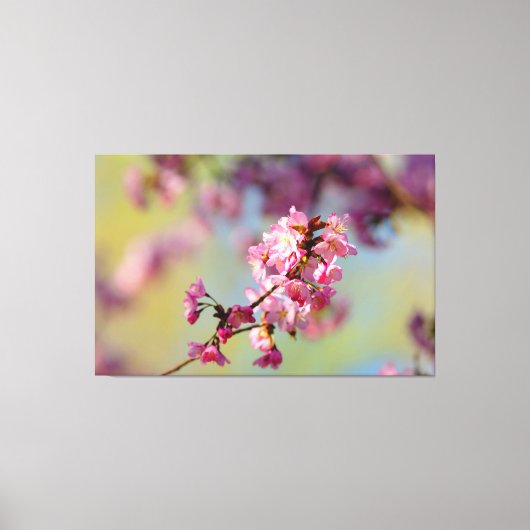 Tros Sakurabloesems op Groen, Blauw, Paars Canvas Afdruk (Voorkant)