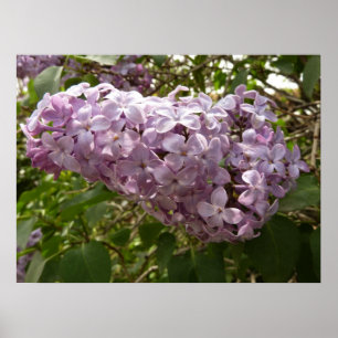 Tros Seringebloesem Lente Bloemen Poster