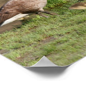 Trots Canada Goose Family Wildlife Poster (Hoek)