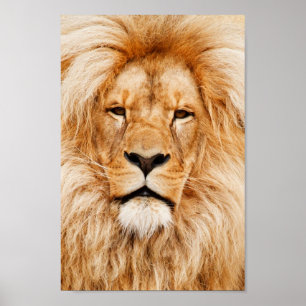Trotse Leeuw Portret Poster