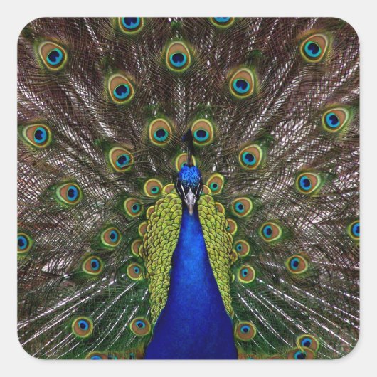 Trotse Pauw stickers (Voorkant)