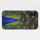 Trotse Peacock iPhone hoesje (Achterkant (horizontaal))