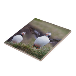 Trotse Puffin Tegeltje