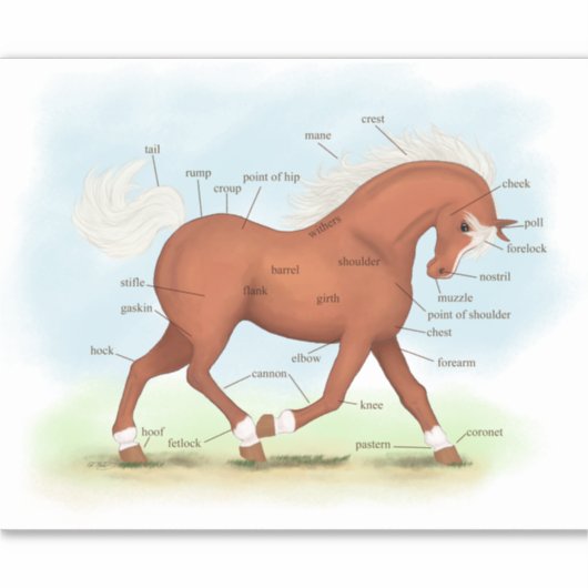 Trotting Sorrel Paard Ruitersport Anatomie Grafiek Sticker (Voorkant)