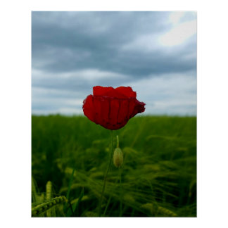 Trotz allem rot – Mohnblume zwischen Wiese und Him Perfect Poster