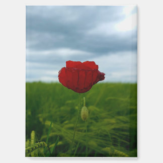 Trotz allem rot – Rote Mohnblume Magnet Magneet