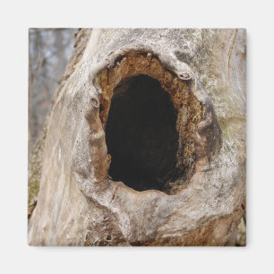 Trou dans un aimant de tronc d'arbre