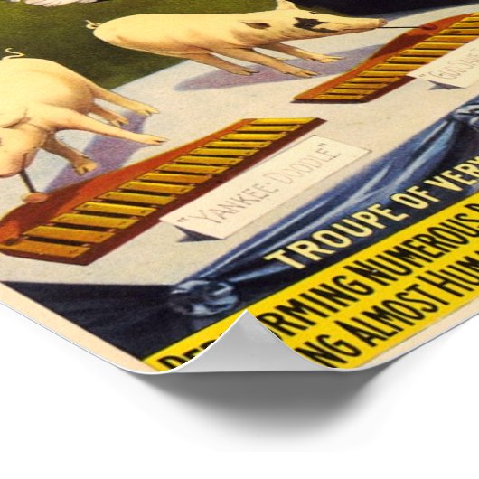 Troupe van opmerkelijk geschoold varken Circus Pos Poster (Hoek)