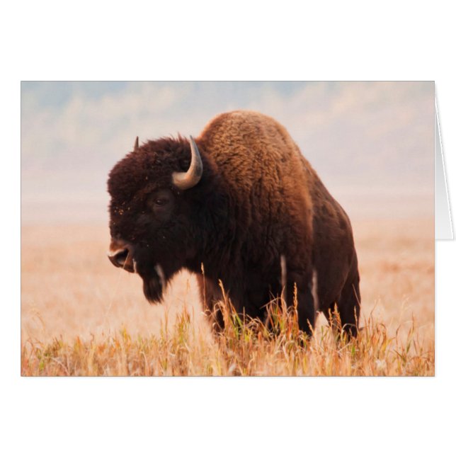 Troupeau de bisons d'Amérique (Bison Bison) à Teto (Devant horizontal)