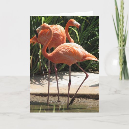 Troupeau de carte de voeux de Flamants roses (Devant)