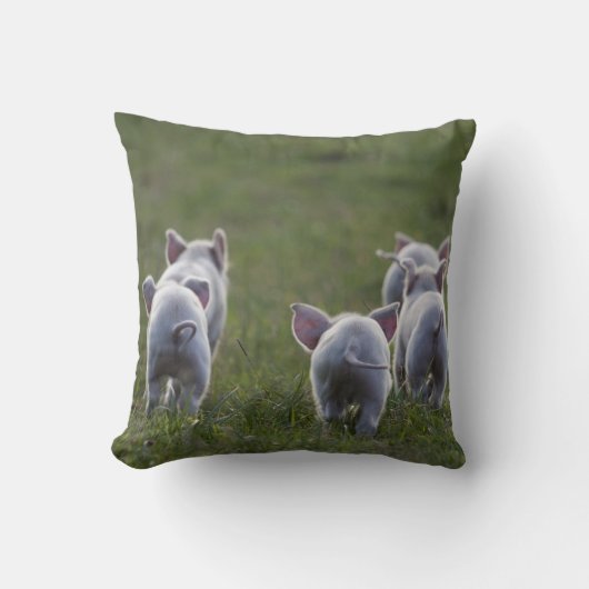 Troupeau de porcelets mignons sur le coussin (Recto)