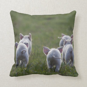 Troupeau de porcelets mignons sur le coussin