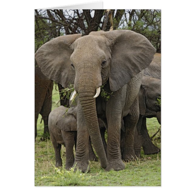 troupeau d'éléphants africains, Loxodonta africana (Devant)