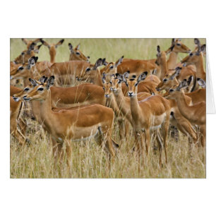 Troupeau d'impalas femelles, Masai Mara, Kenya.