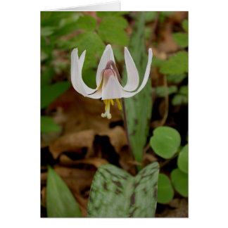 Trout Lily