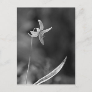 Trout Lily Briefkaart