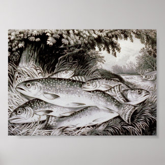 Trout Vist Vintage Image Poster