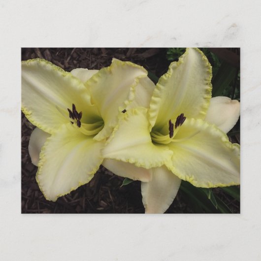 Trouwband - Daylily Briefkaart (Voorkant)