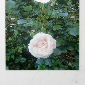 Trouwuitnodiging Witte Rozen All In One Drieluik Uitnodiging