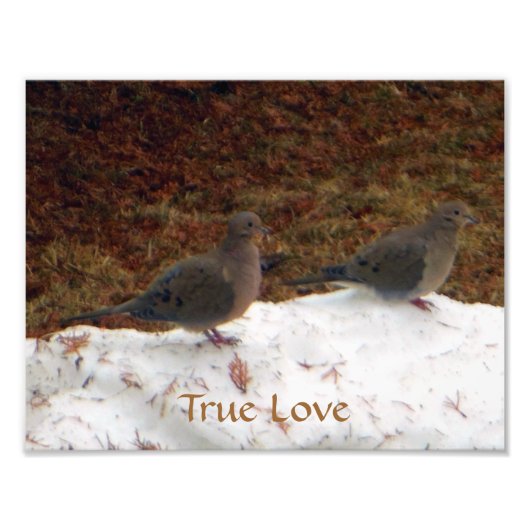 True Love Mourning Doves Foto Afdruk (Voorkant)