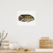 True Parrot Cichlid Poster (Keuken)