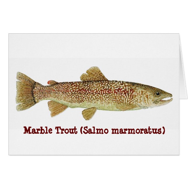 Truite de marbre (Devant horizontal)