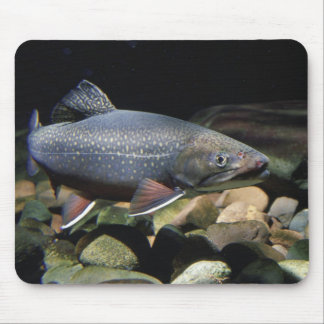 Truite de ruisseau - tapis de souris
