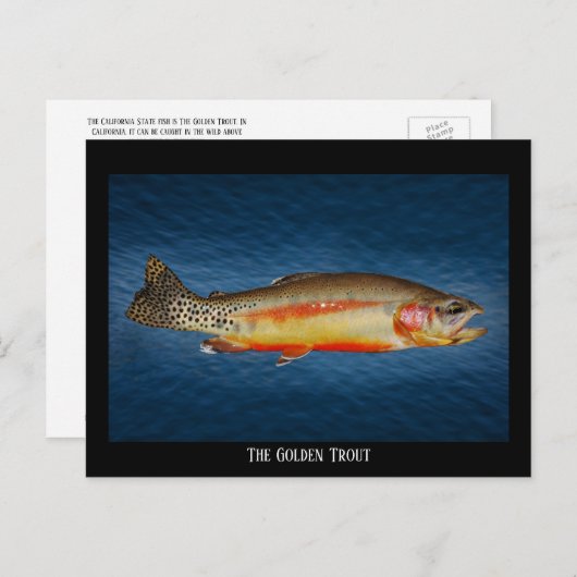 Truite dorée sur eau bleue, carte postale (Devant / Derrière)