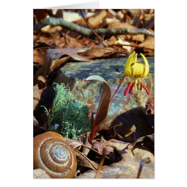 Truite jaune et prune Lily et Coquille d'escargot (Devant)