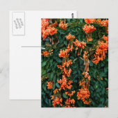 Trumpet Flowers Briefkaart (Voorkant / Achterkant)