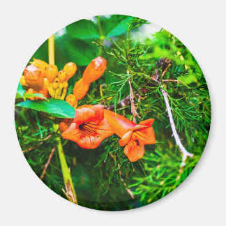 Trumpet Vine Magneet