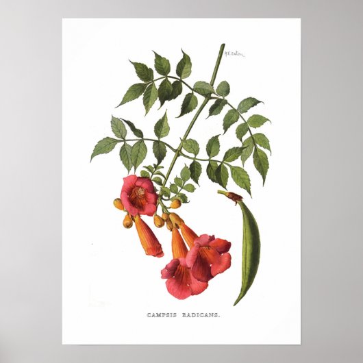 Trumpet Vine Poster (Voorkant)