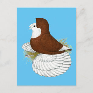 Trumpeter Pigeon Red Baldhead Briefkaart