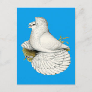 Trumpeter Pigeon White Briefkaart