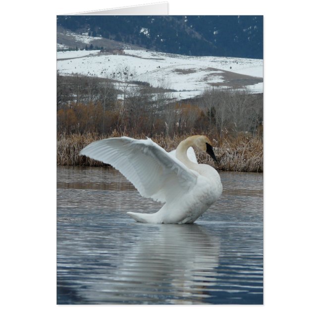 Trumpeter Swan 2 (Voorkant)