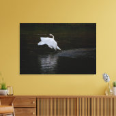 Trumpeter Swan Canvas Afdruk (Insitu (Woonkamer))