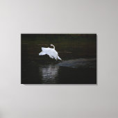 Trumpeter Swan Canvas Afdruk (Voorkant)