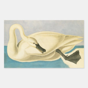 Trumpeter Swan door John James Audubon,  vogel Rechthoekige Sticker