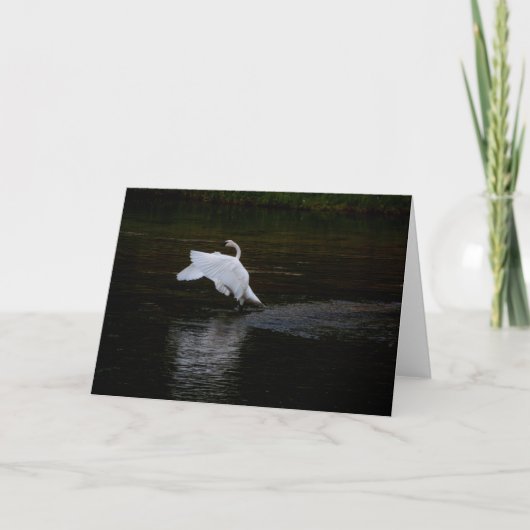 Trumpeter Swan Kaart (Voorkant)