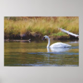 Trumpeter Swan Poster (Voorkant)