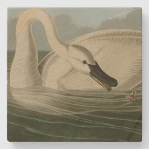 Trumpeter Swan - uit Audubon's Birds of America Stenen Onderzetter