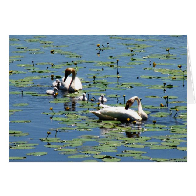Trumpeter Swans (Voorkant Horizontaal)