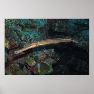 Trumpetvis II Poster